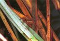 Dolomedes_fimbriatus_F1573_Z_77_Les Gris_Frankrijk